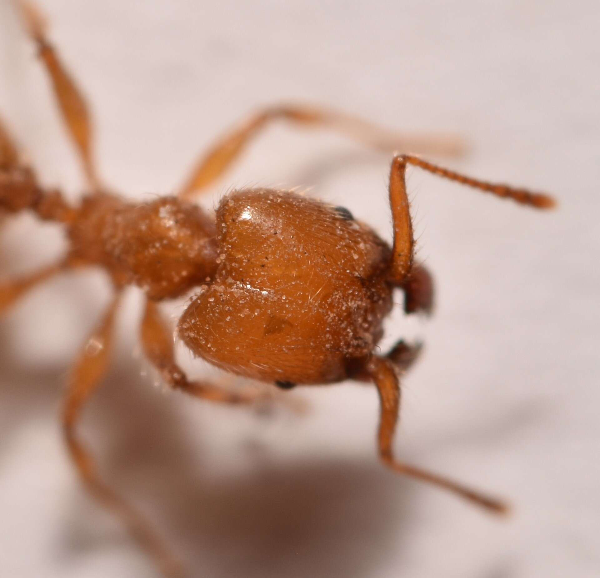 Image of Pheidole porcula Wheeler 1908