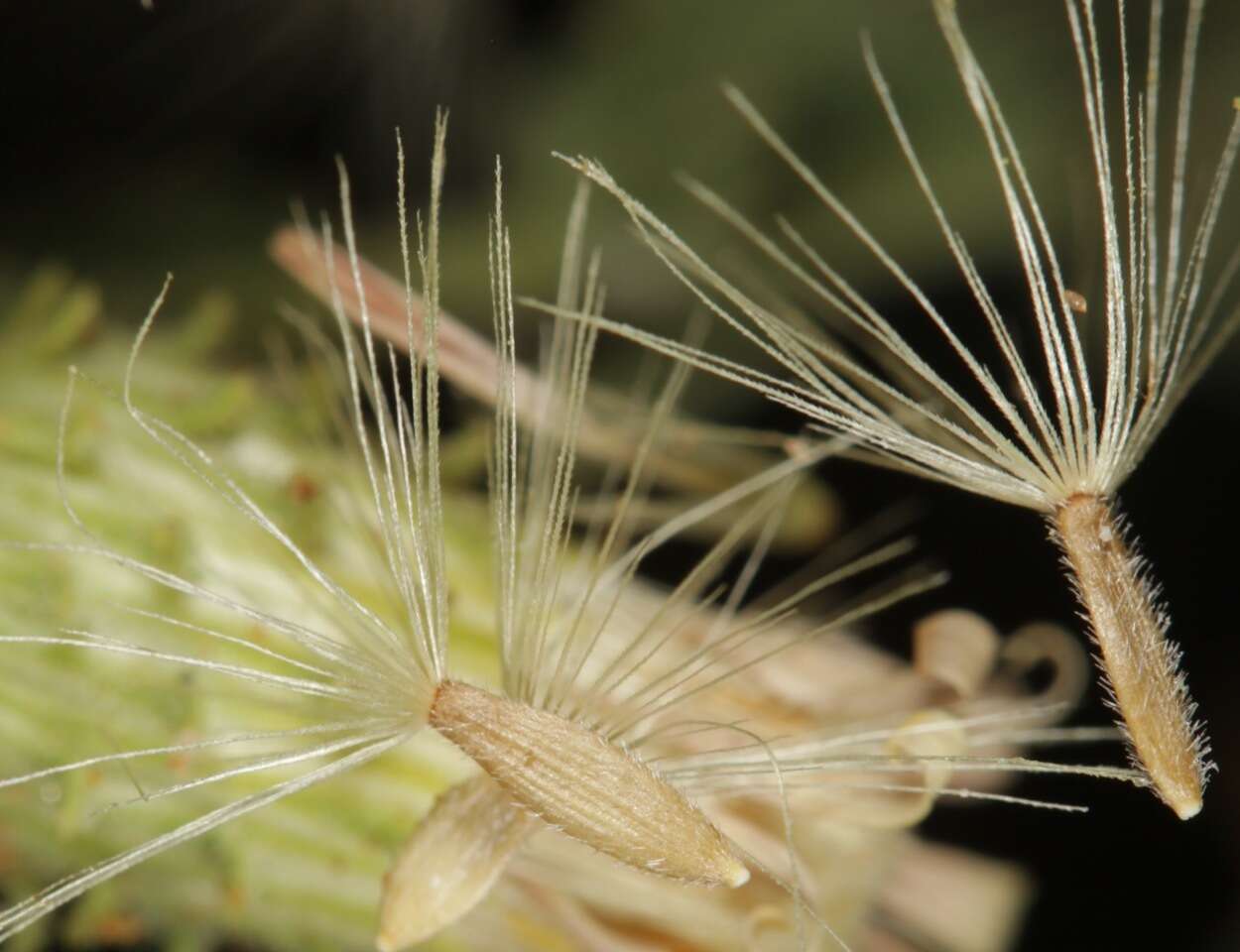 Plancia ëd Xanthisma viscidum (Wooton & Standl.) D. R. Morgan & R. L. Hartm.