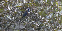 Image of Dwarf Jay