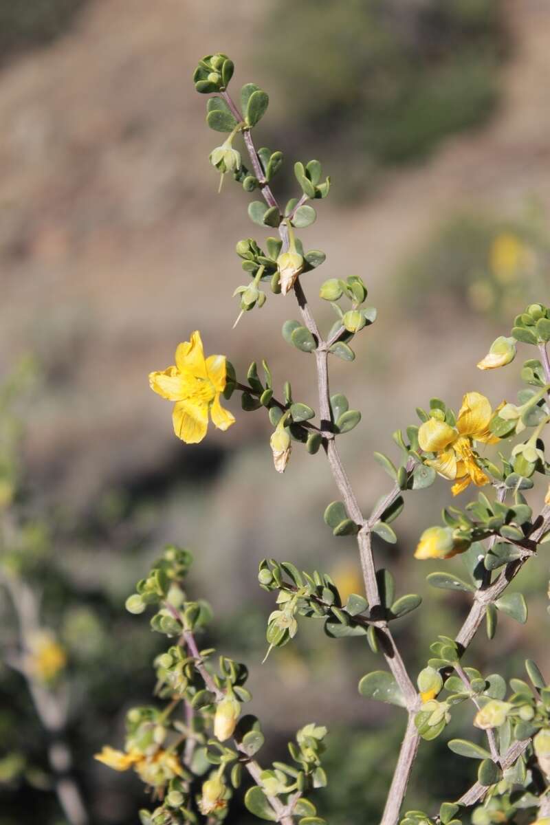 Image of Roepera lichtensteiniana (Cham.) Beier & Thulin