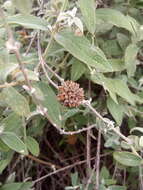 Image of Buddleja aromatica Remy