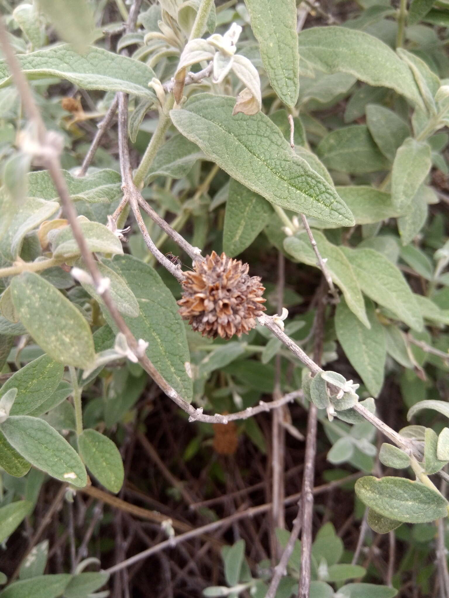 Image of Buddleja aromatica Remy