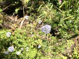 Image of bluehead gilia