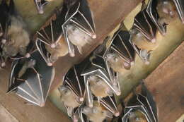 Image of Common Short-nosed Fruit Bat