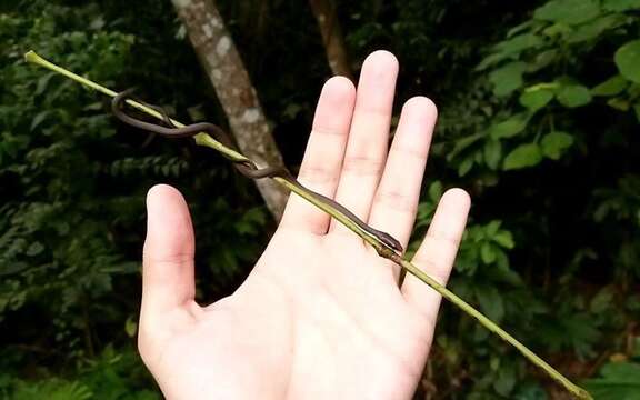 Image of Malayan Ringneck