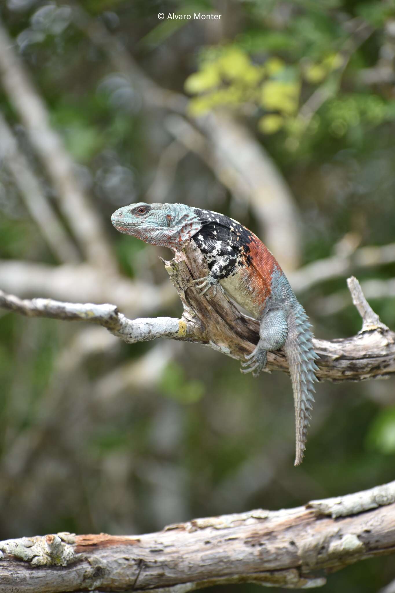 Image of Yucatán Spinytail Iguana