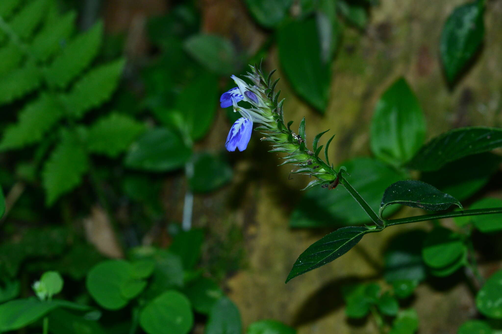 Image of Rungia taiwanensis Yamazaki