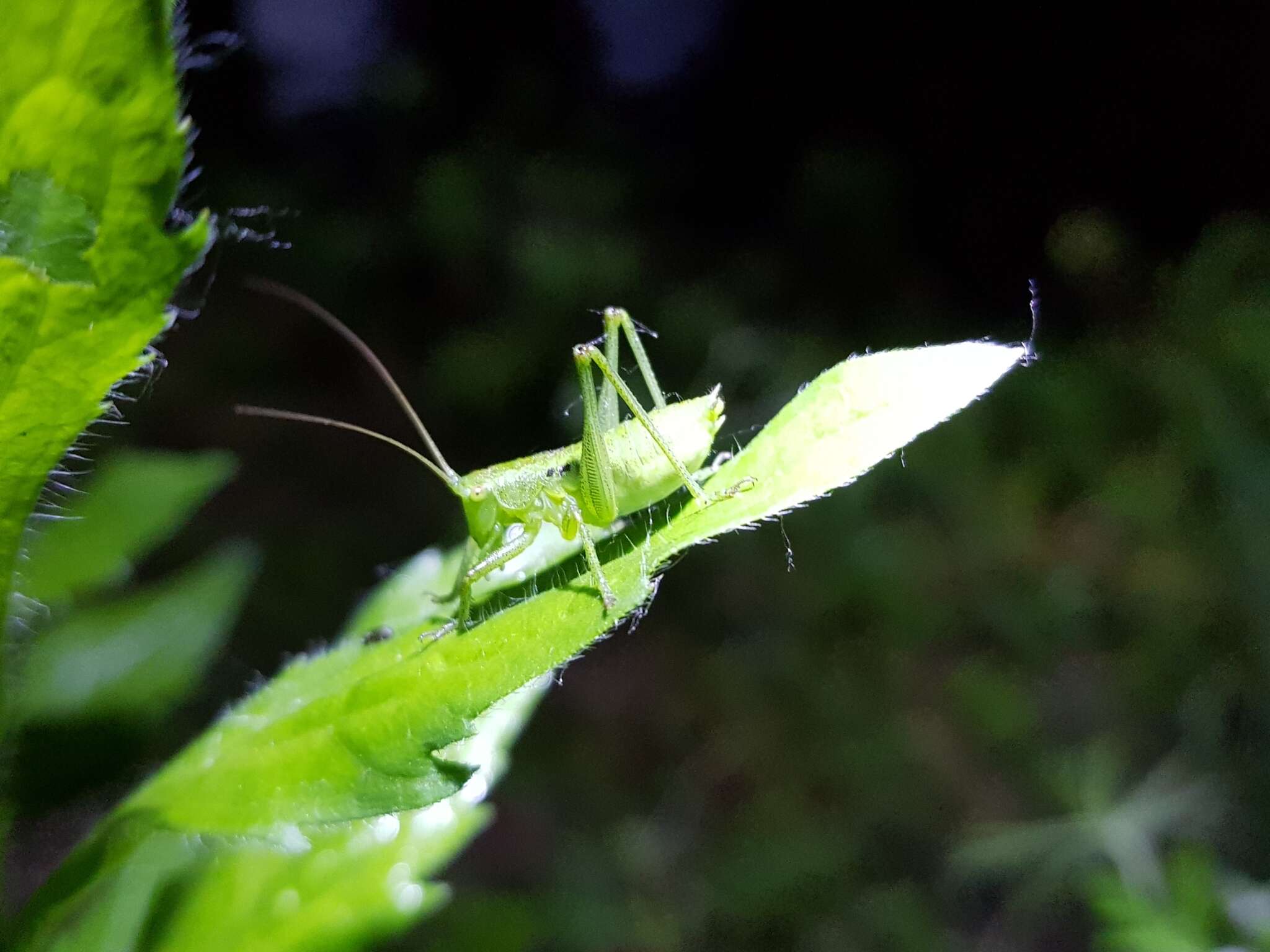 Plancia ëd Tettigonia chinensis Willemse & C. 1933