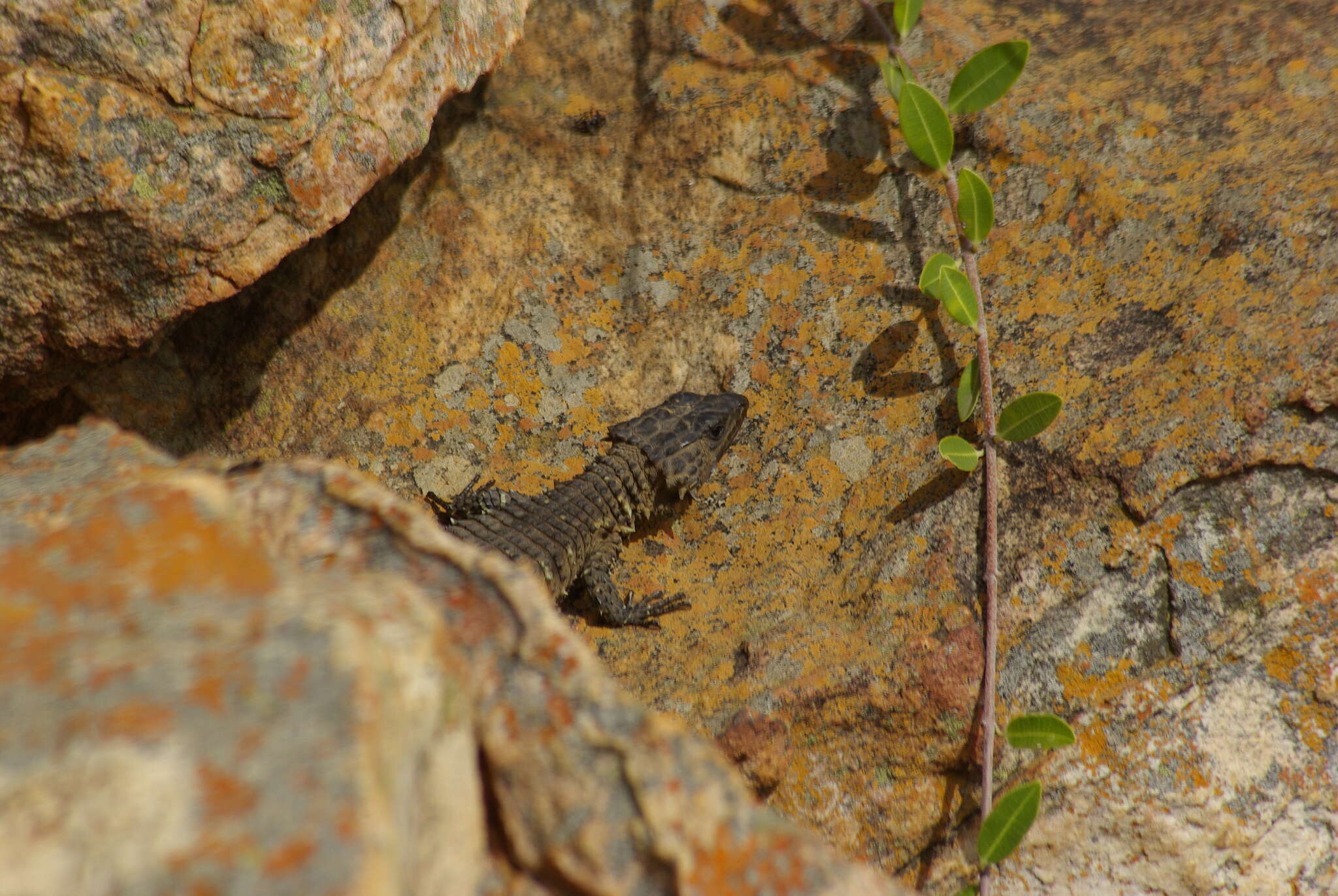 Image of Van Dam's Girdled Lizard