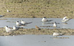 Charadrius veredus Gould 1848 resmi