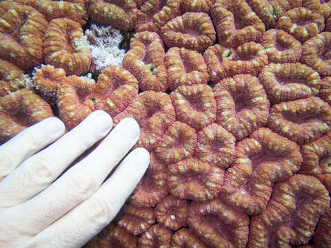 Image of Brain Root Coral