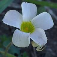 Imagem de Oxalis punctata L. fil.