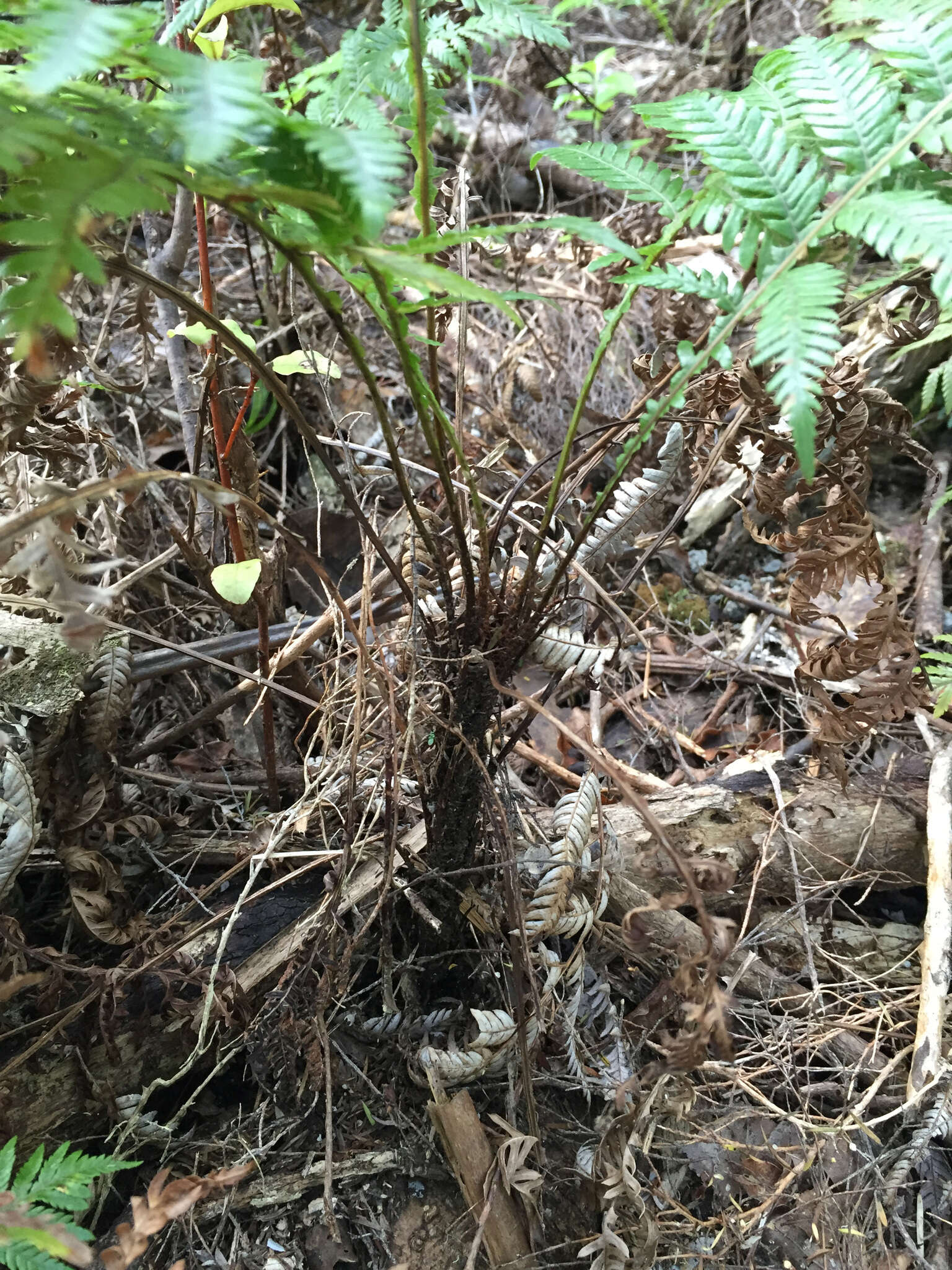 Image of Diploblechnum fraseri (A. Cunn.) De Vol