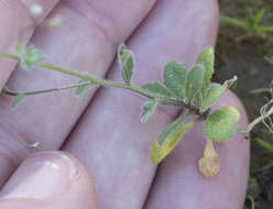 Image of sandweed