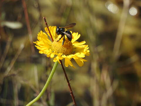 Image of southeastern sneezeweed