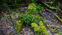 Image of Medinilla balls-headleyi F. Müll.