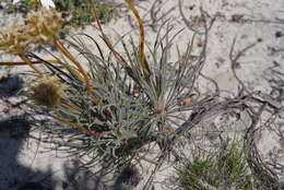 Image of Stylidium crossocephalum F. Müll.