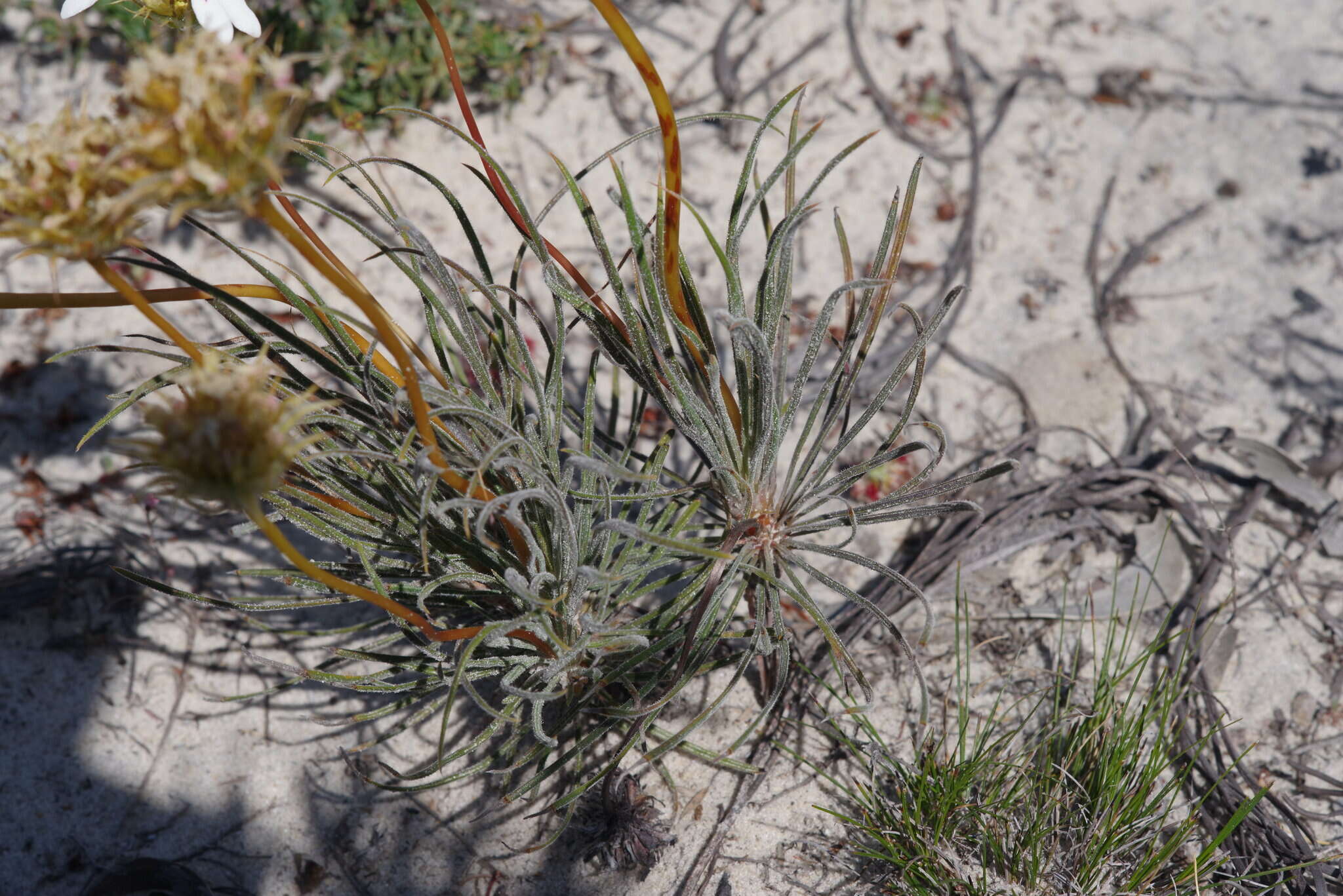 Image of Stylidium crossocephalum F. Müll.