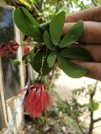 Image of Calliandra tergemina var. emarginata (Willd.) Barneby