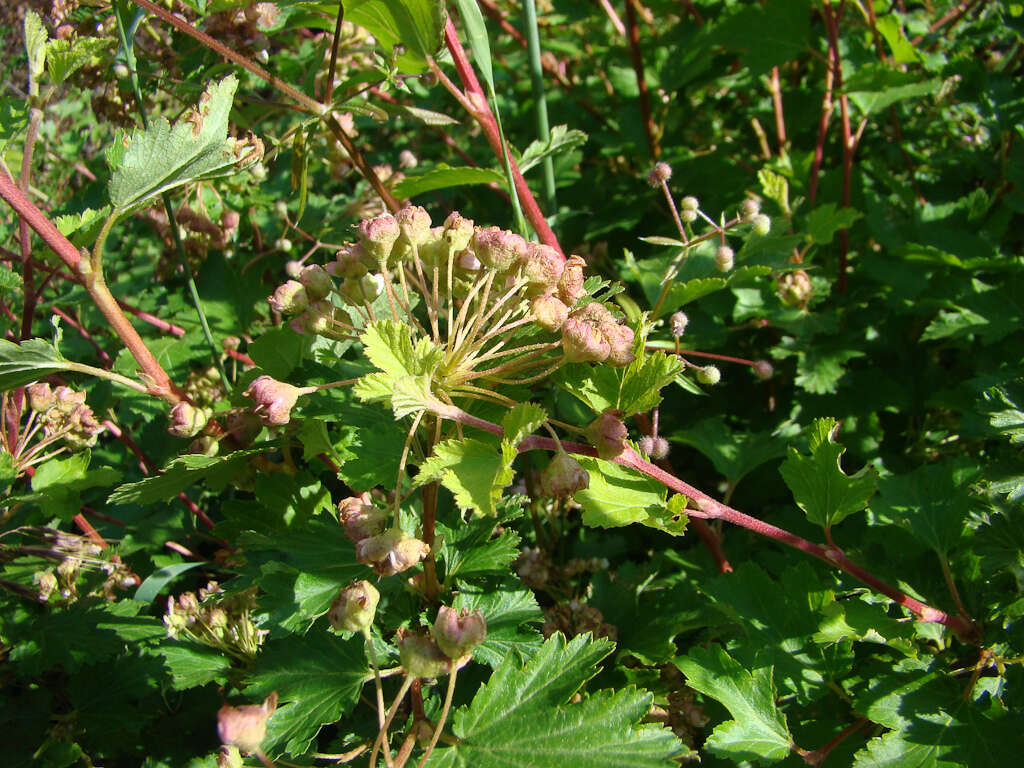 Слика од Physocarpus monogynus (Torr.) Kuntze