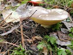 Imagem de Suillus placidus (Bonord.) Singer 1945