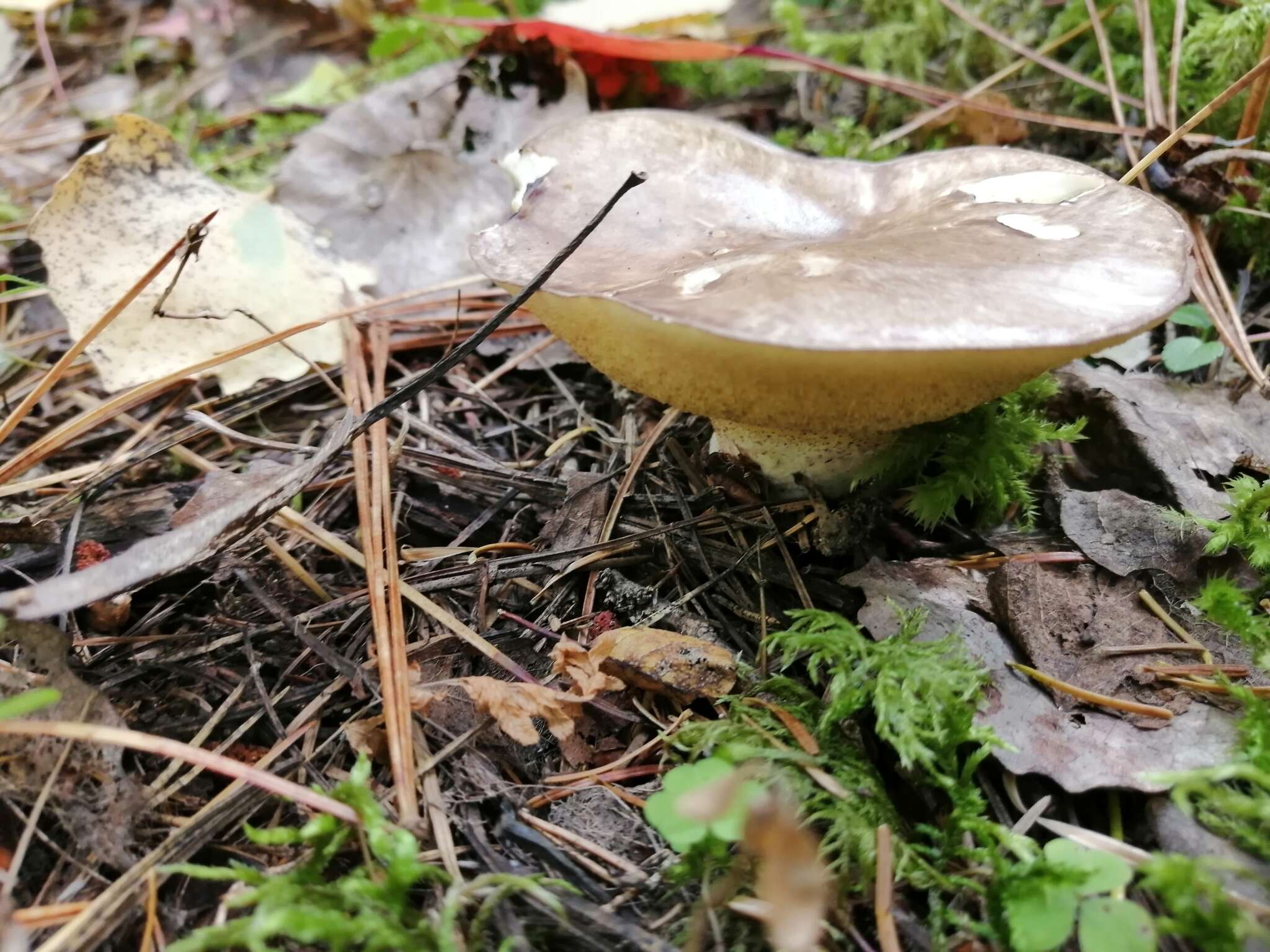 Image of Slippery white bolete