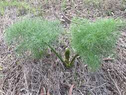 Image of Giant Fennel