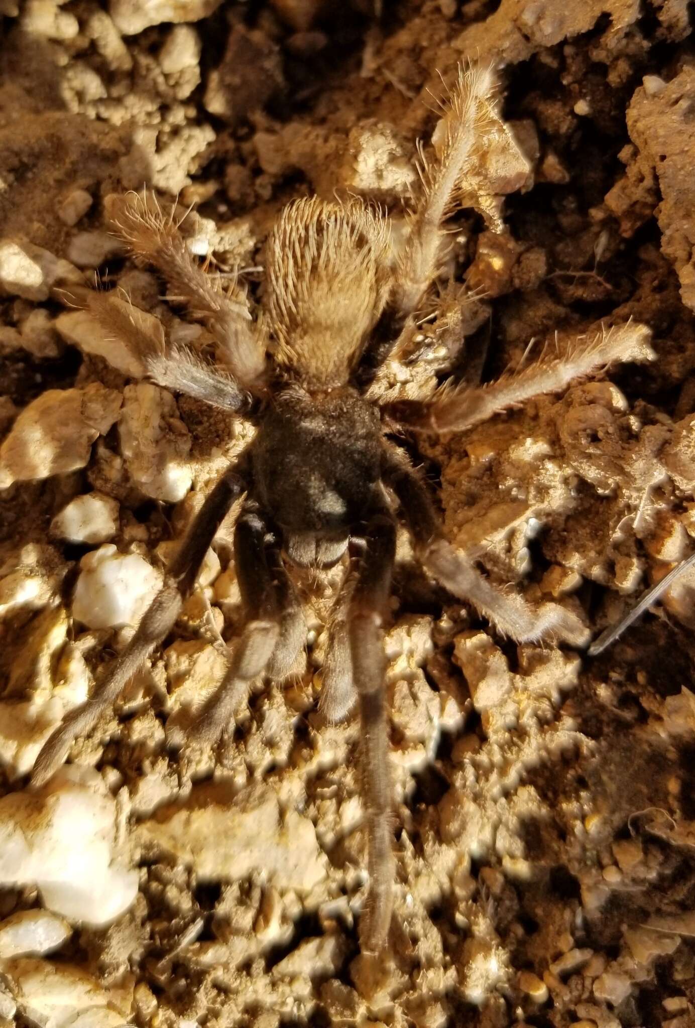 Image of Aphonopelma saguaro Hamilton 2016