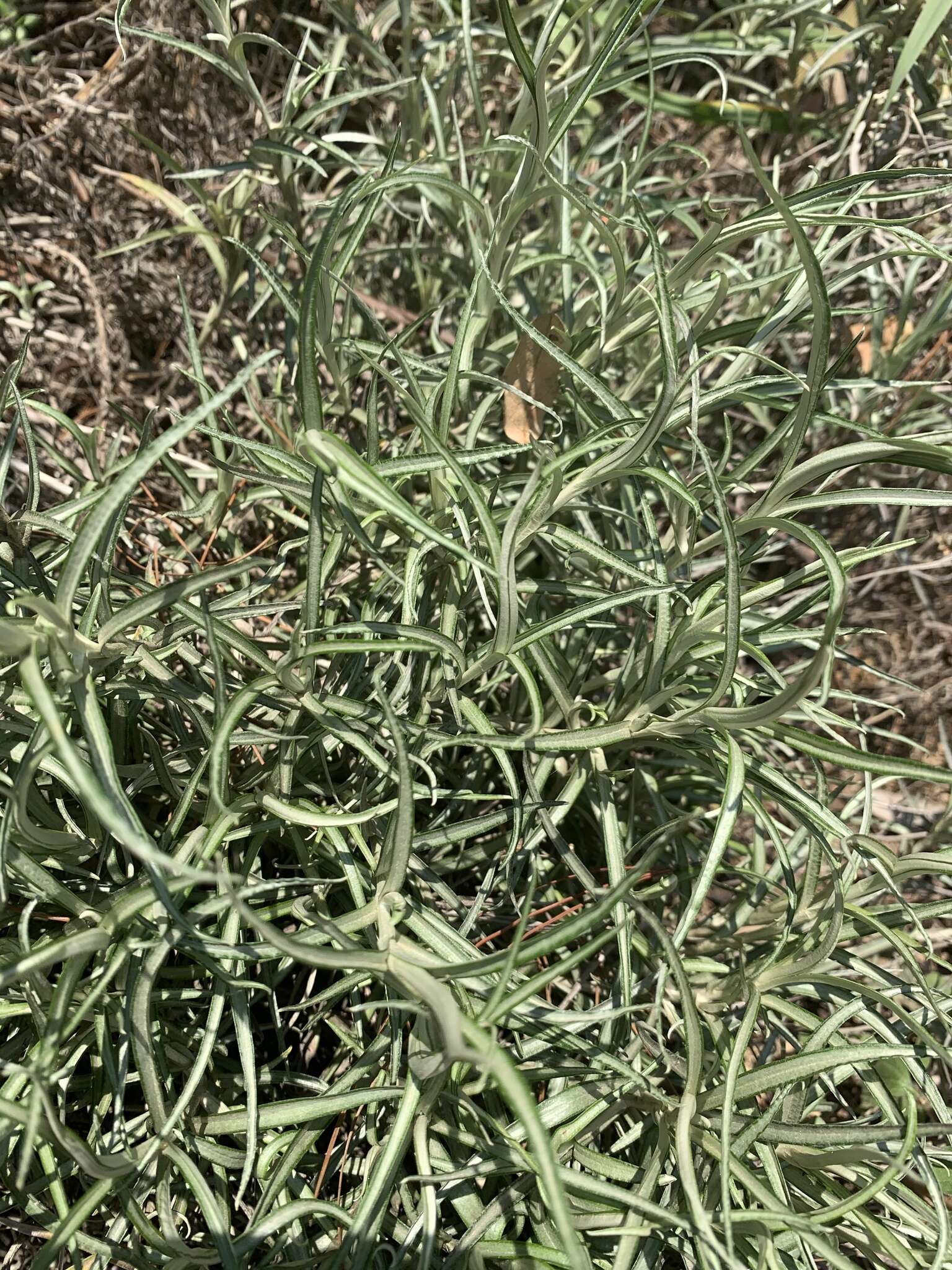 Image of Helichrysum chrysargyrum Moeser