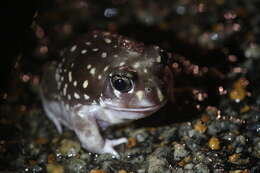 Image of Western Spotted Frog