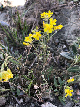 Image of Physaria arenosa (Richardson) O'Kane & Al-Shehbaz