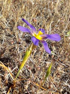 Image of Calydorea xyphioides (Poepp.) Espinosa