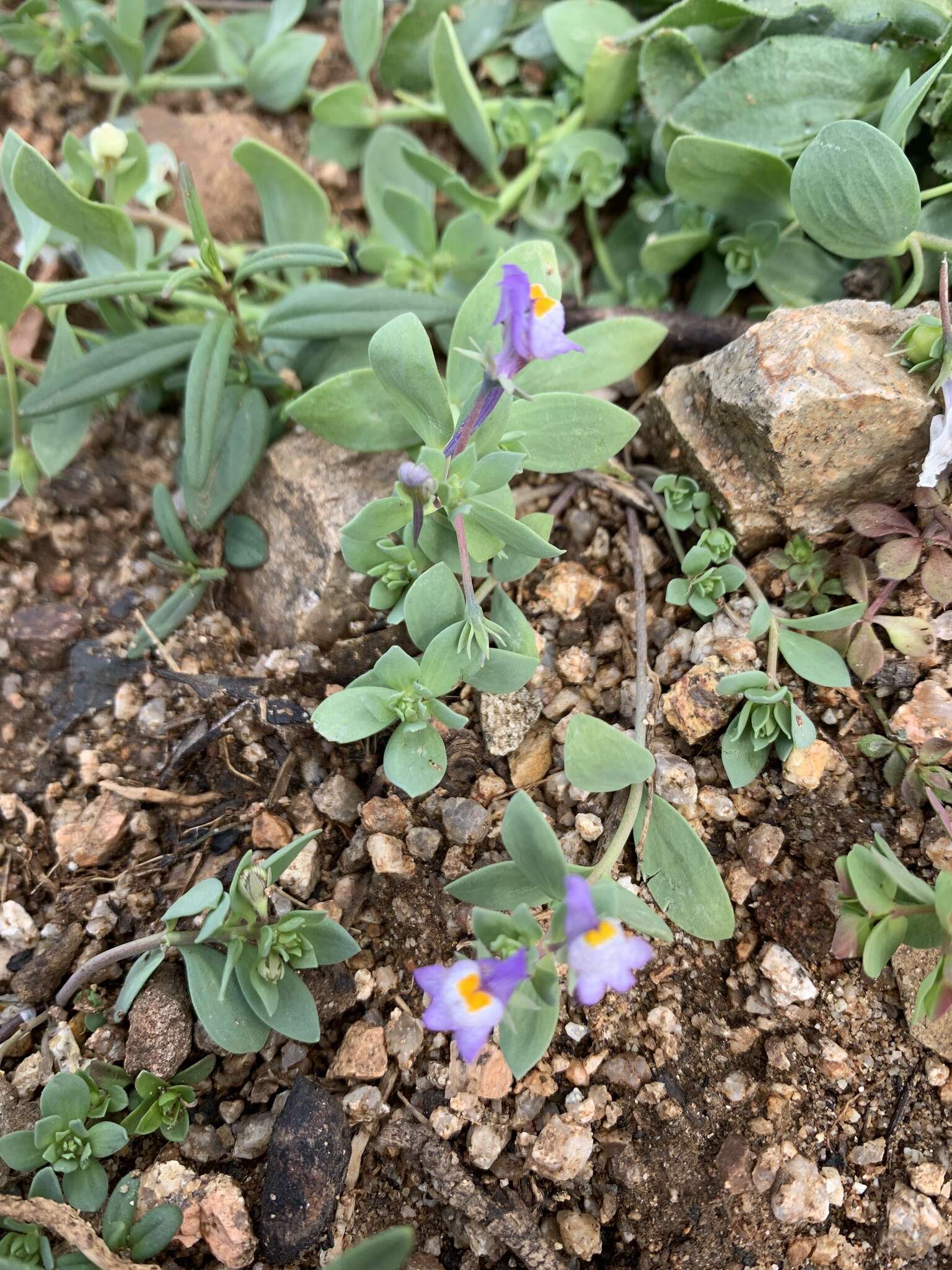 Image of Linaria reflexa (L.) Desf.