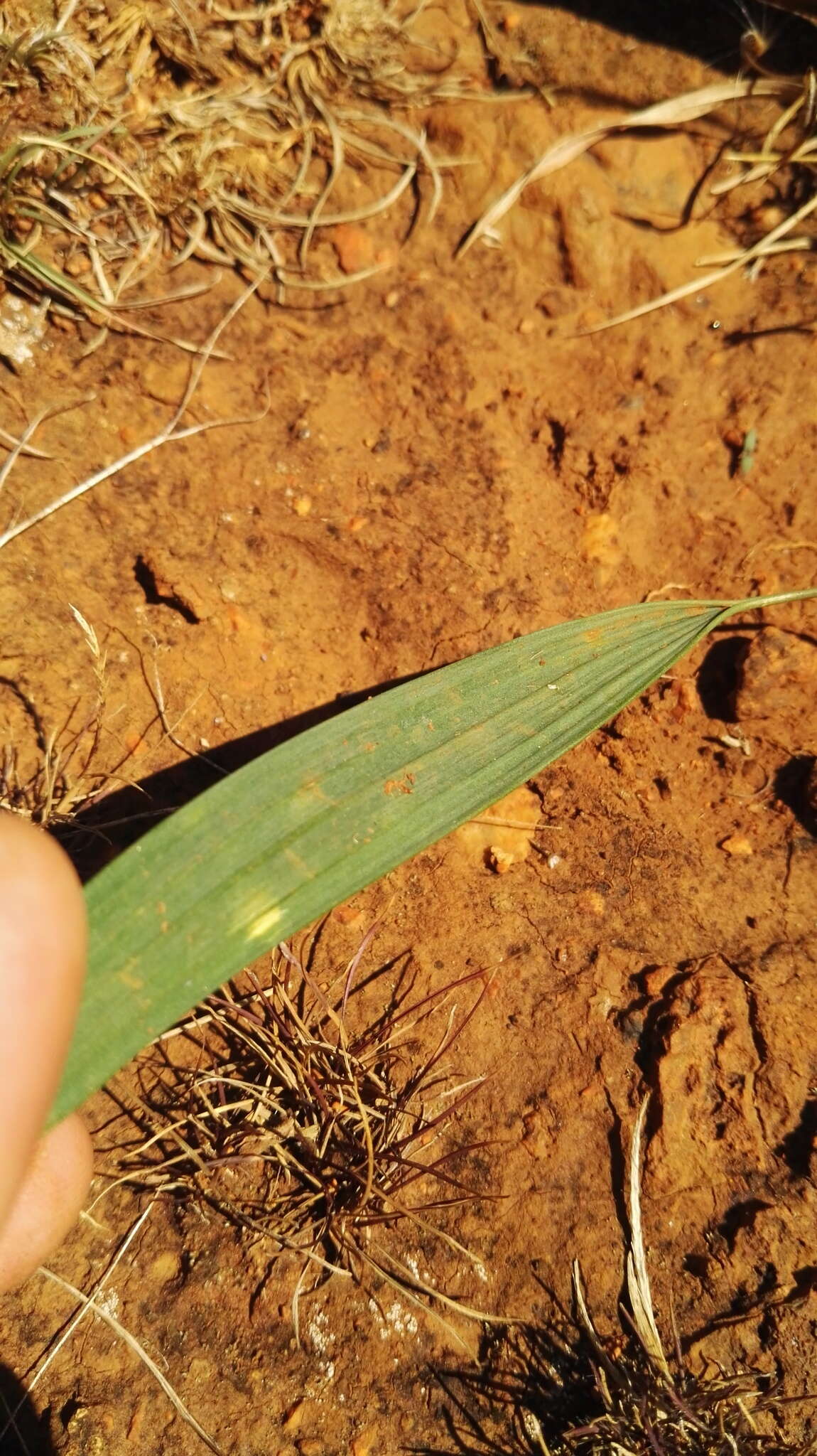 Image of Eriospermum abyssinicum Baker