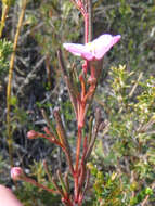 Image of Boronia filifolia F. Müll.