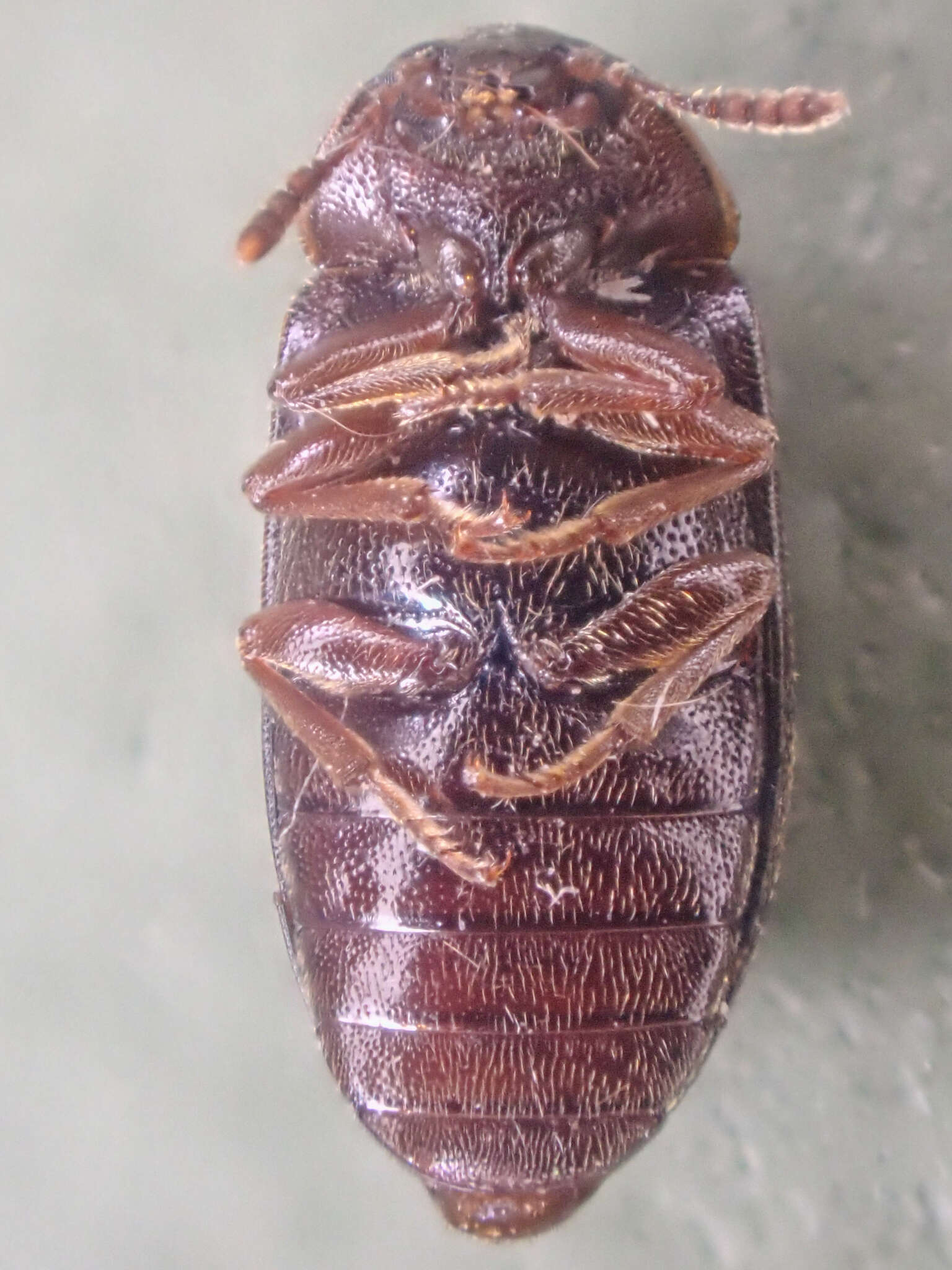 Image of Tetratoma (Incolia) concolor Le Conte 1879