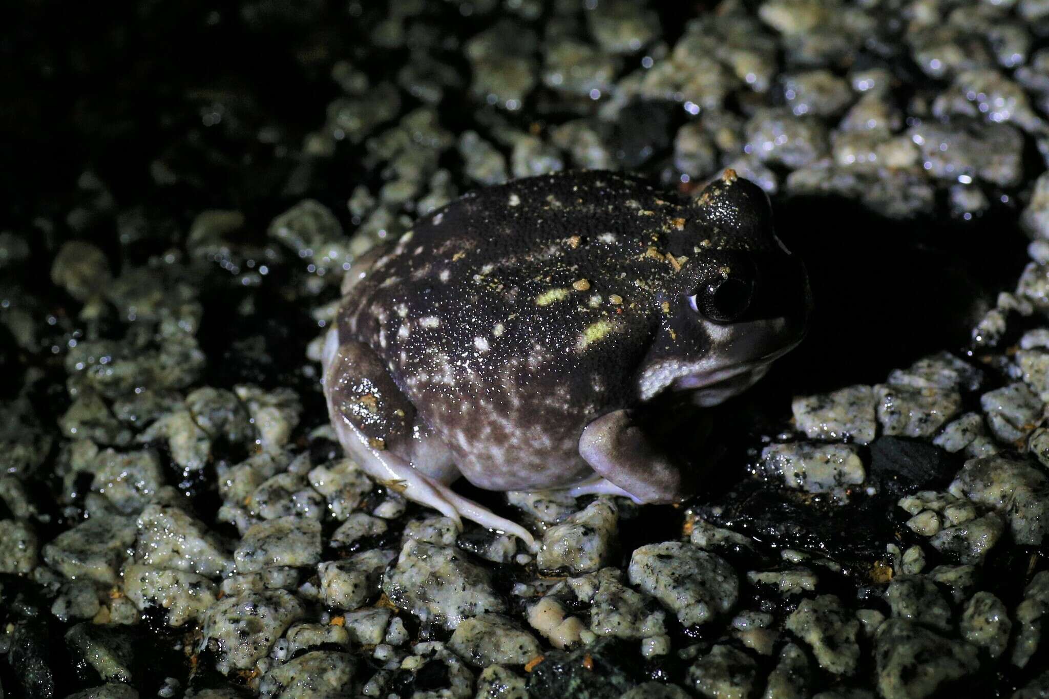 Image of Western Spotted Frog