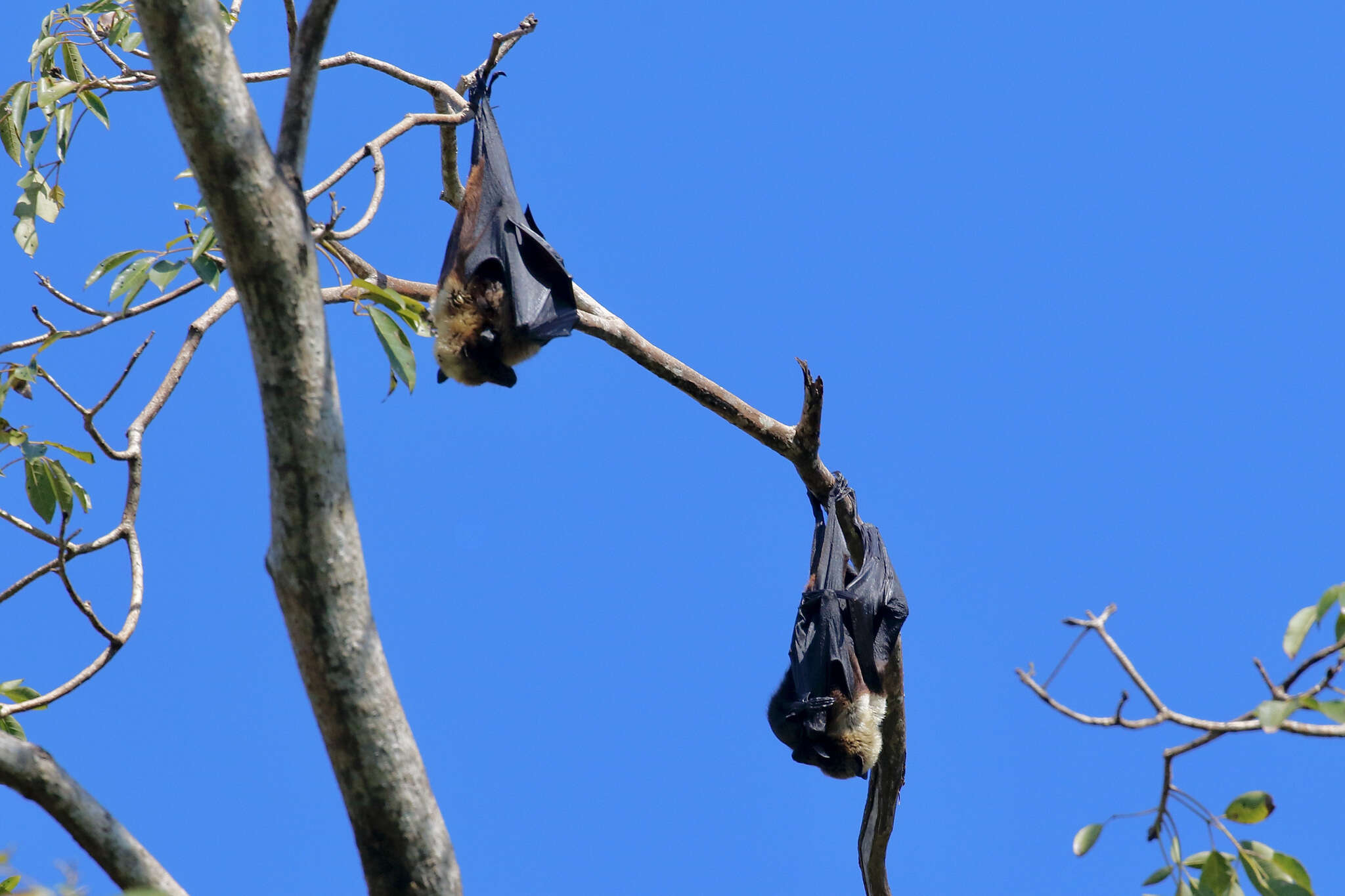 Image of Insular Flying Fox