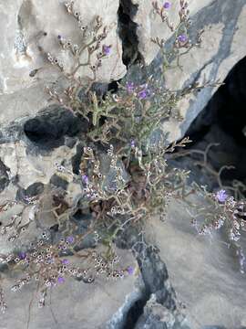 Imagem de Limonium cancellatum (Bertol.) O. Kuntze