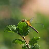 Image of Ruddy Darter