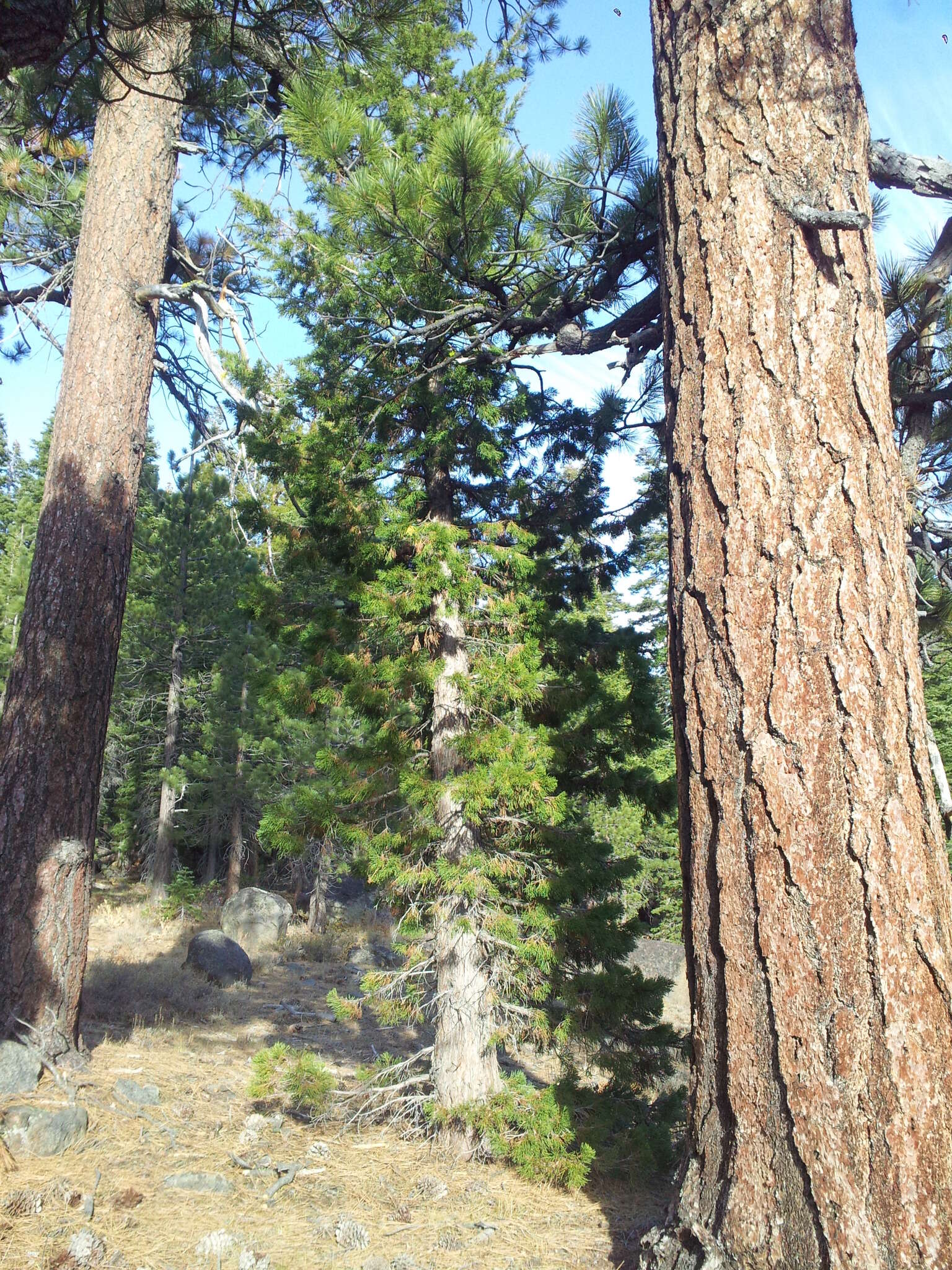 Juniperus occidentalis var. australis (Vasek) P. Lebreton & N. H. Holmgren的圖片