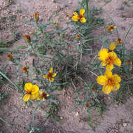 Image of Rocky Mountain zinnia