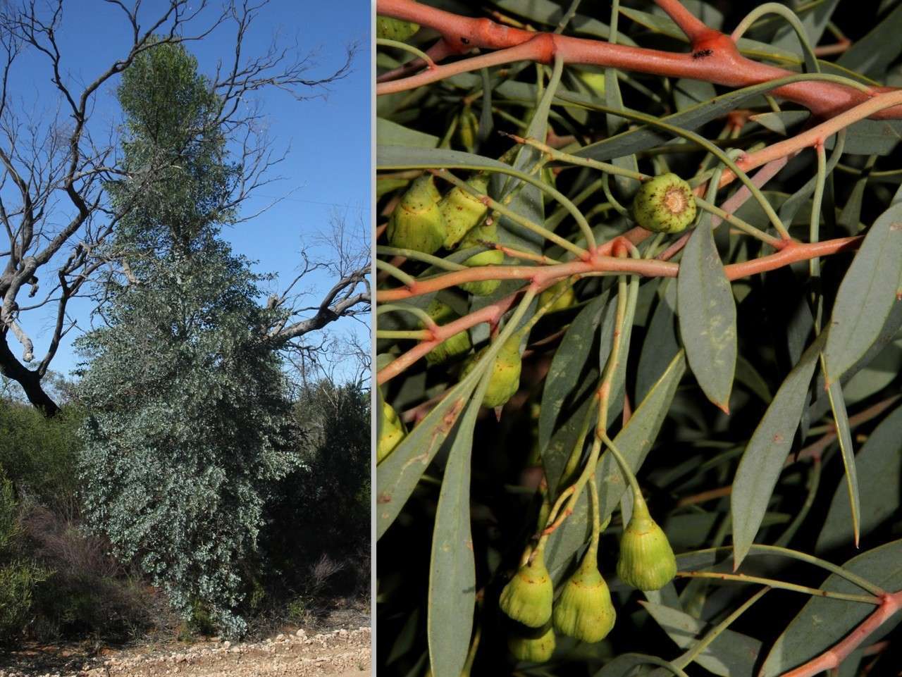 Codonocarpus cotinifolius (Desf.) F. Müll. resmi