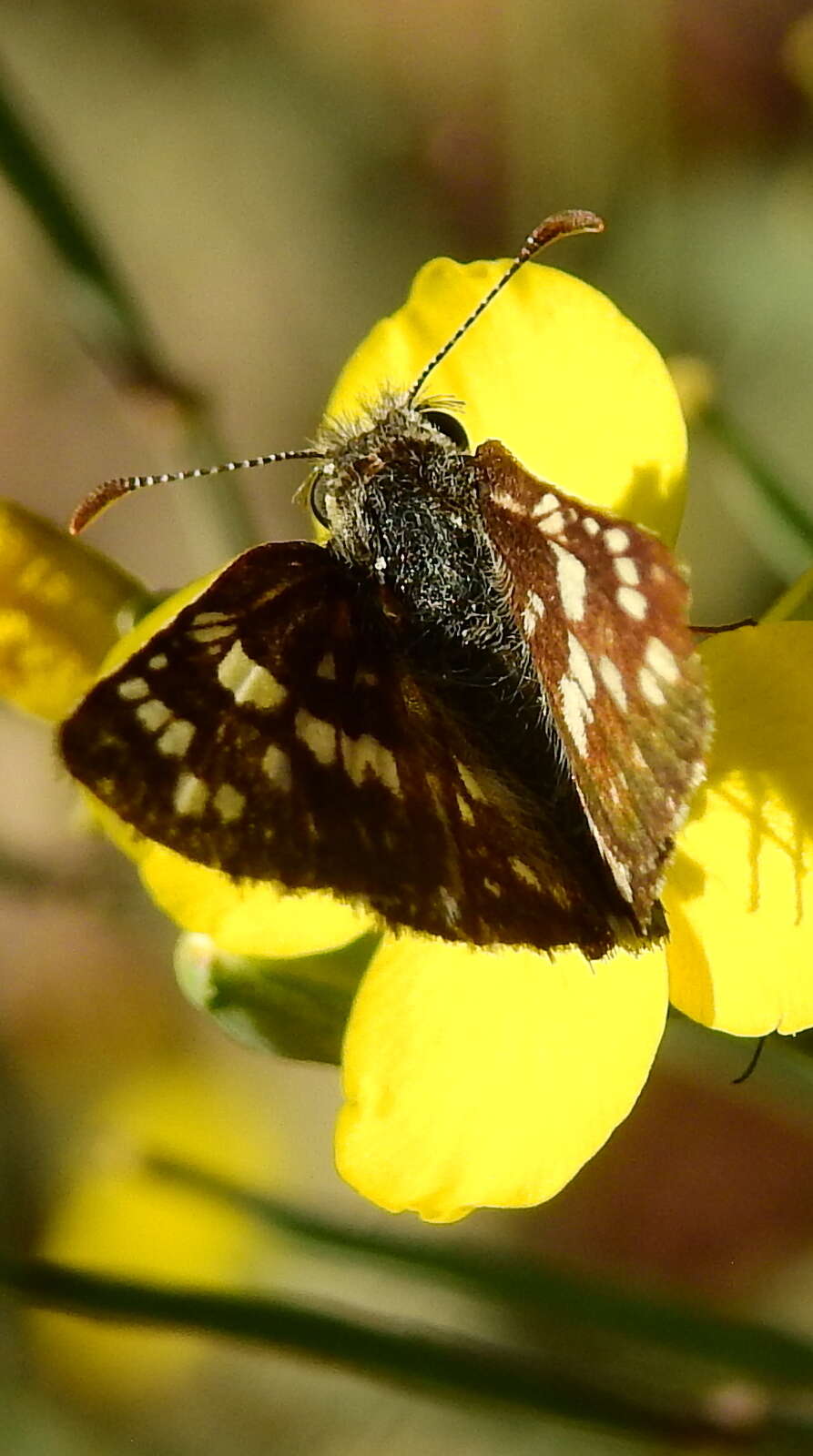 Image of <i>Burnsius orcynoides</i>