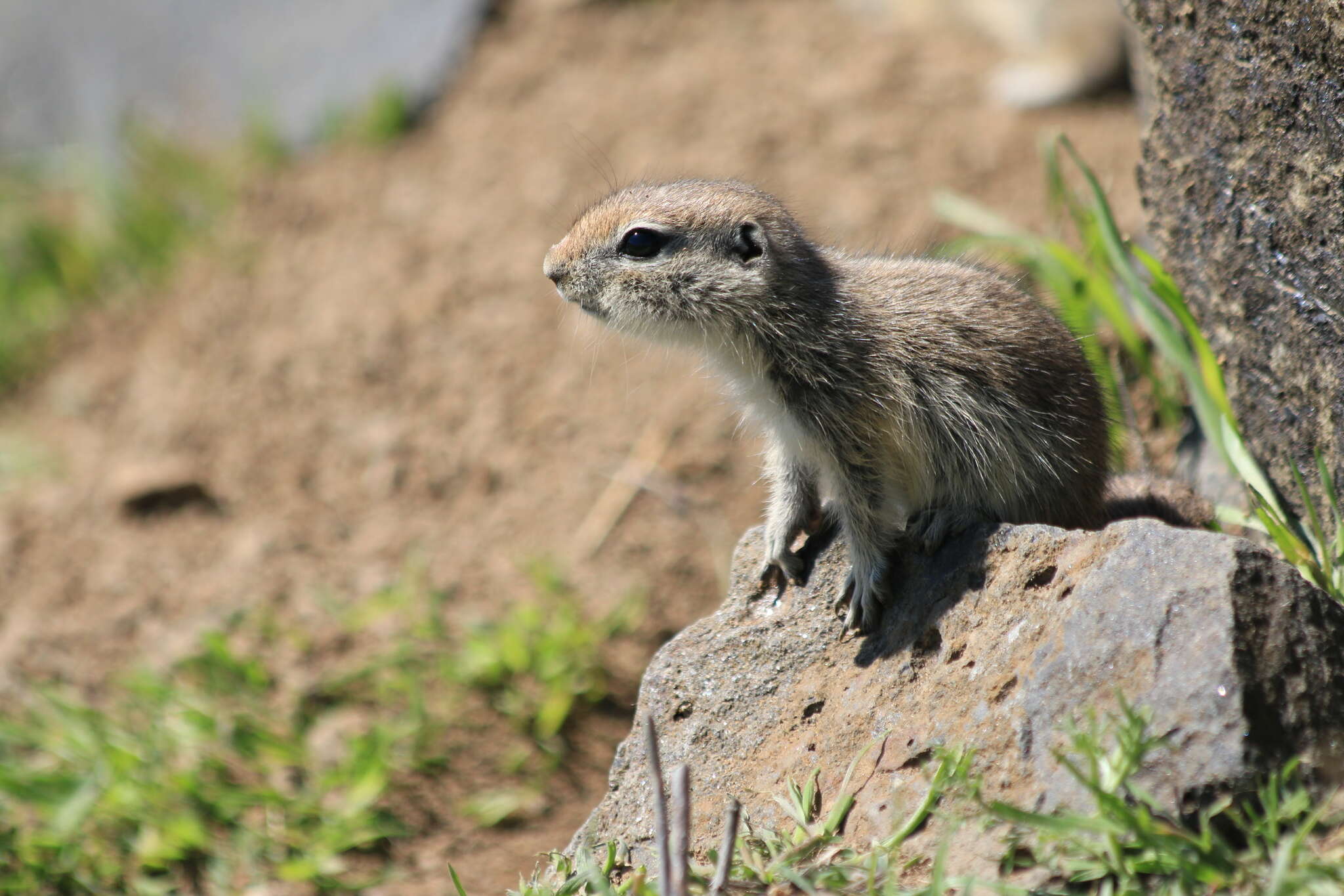 Image of Urocitellus townsendii nancyae (Nadler 1968)