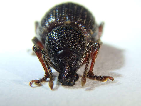 Image of Cribrate Weevil