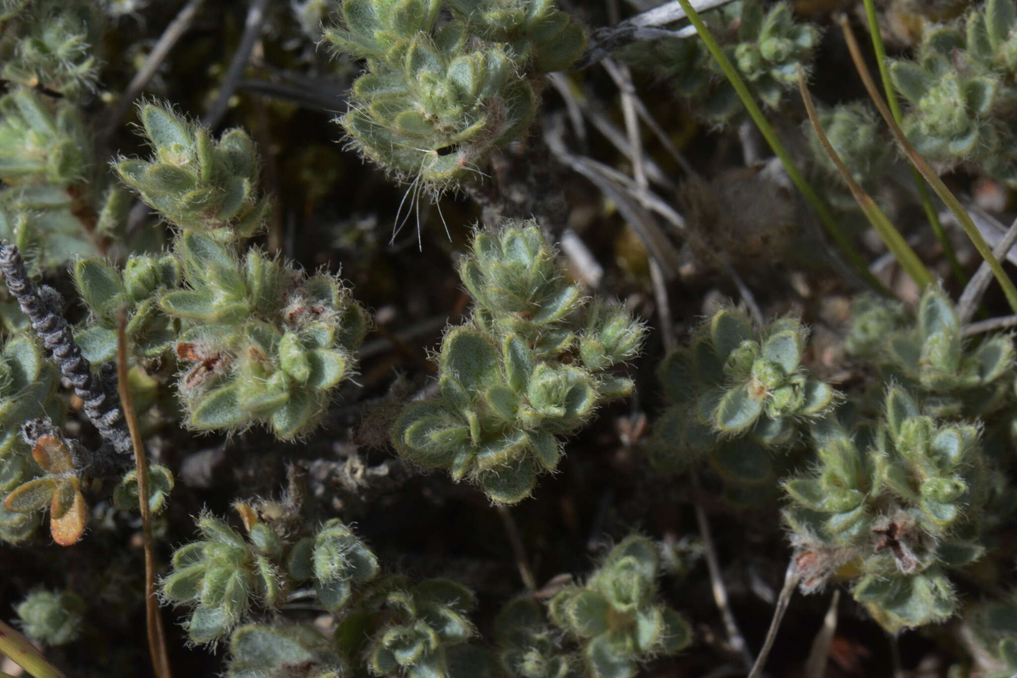 Image of Pimelea mesoa subsp. mesoa