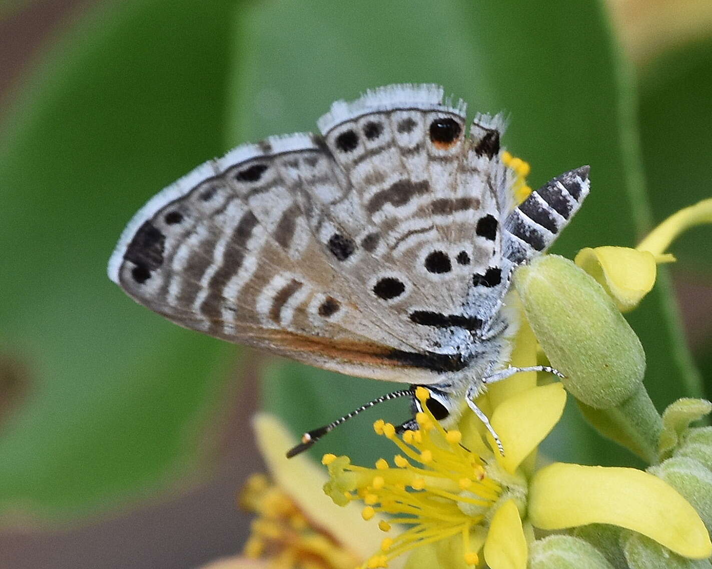 Image of African babul blue