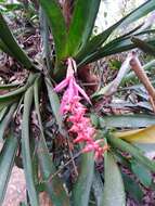 Imagem de Aechmea nudicaulis (L.) Griseb.