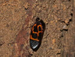 Image of Trichoscarta chersonesia (Distant 1900)